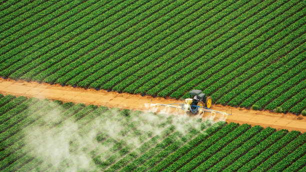 Best Ant Control Services  in Stowell, TX