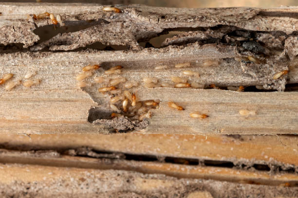 Best Ant Control Services  in Stowell, TX